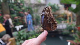 Papilonia Liberec (61)